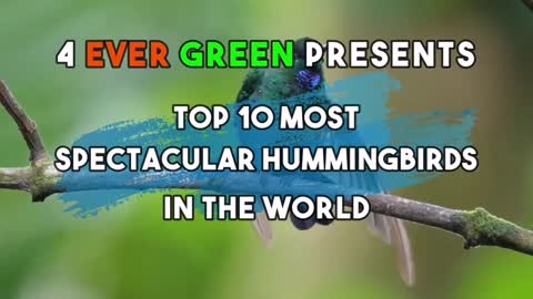 10 Most spectacular Humming birds in the world