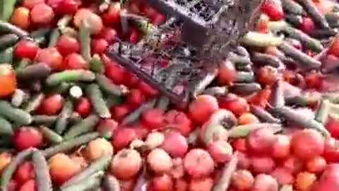 Scores of vegetables thrown away in Turkey because of the lockdowns