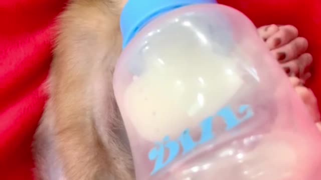 Baby monkey !! #short #trending # funniest monkey zozo