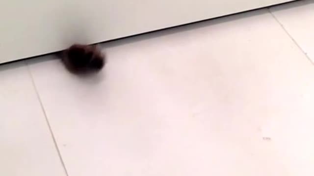 Cat paws under the door