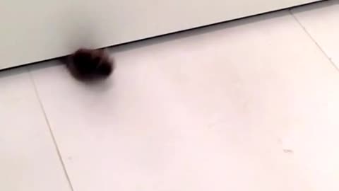 Cat paws under the door