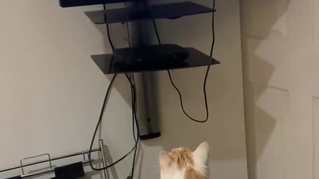 Funy the cat jumped for tv