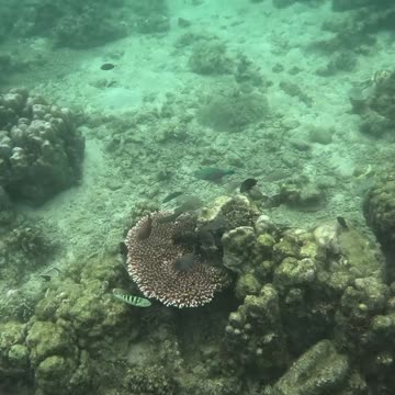 Snorkeling Adventure, Once Islas, Zamboanga Healing Reef