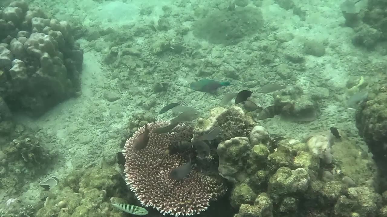 Snorkeling Adventure, Once Islas, Zamboanga Healing Reef