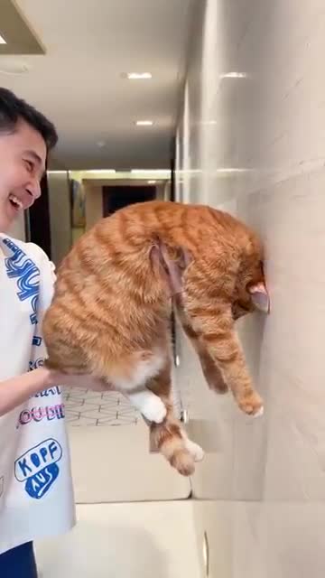 Cat Intelligence Test