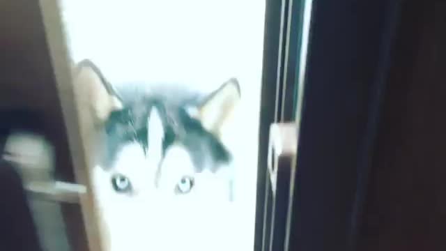 Misha the husky