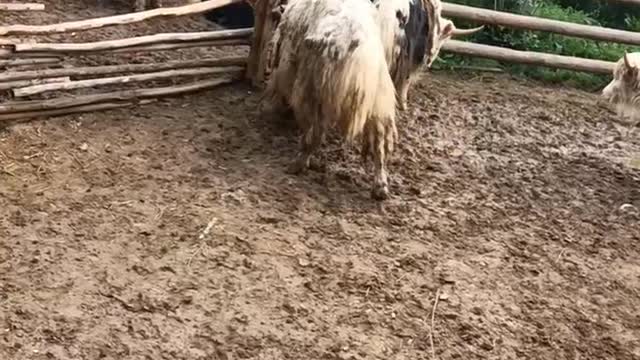 male Tibetan sheep