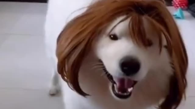 Dog wearing wig