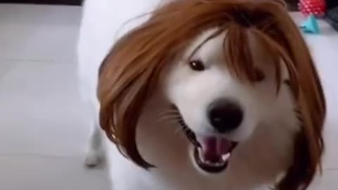 Dog wearing wig