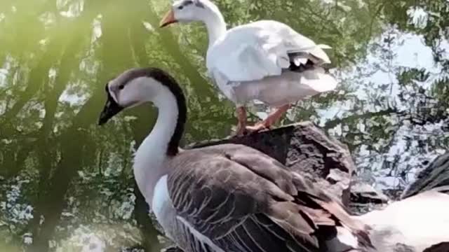 Goose Video By Kingdom Of Awais