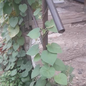 Morning Glory and Iron