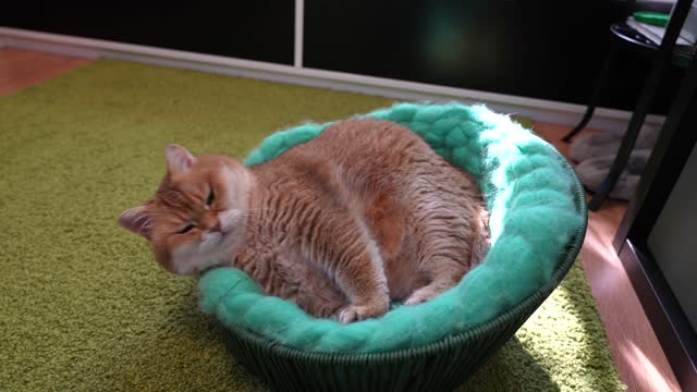 Dad's massage for Hosico