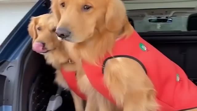 Baby Dog Cute and Funny Video