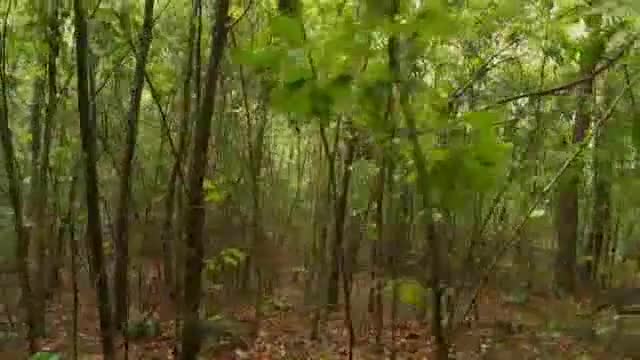 Moonshiners: Being Watched