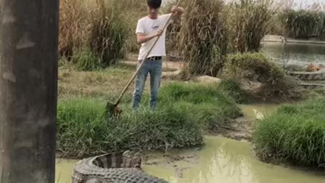 Terrible crocodile in small water area