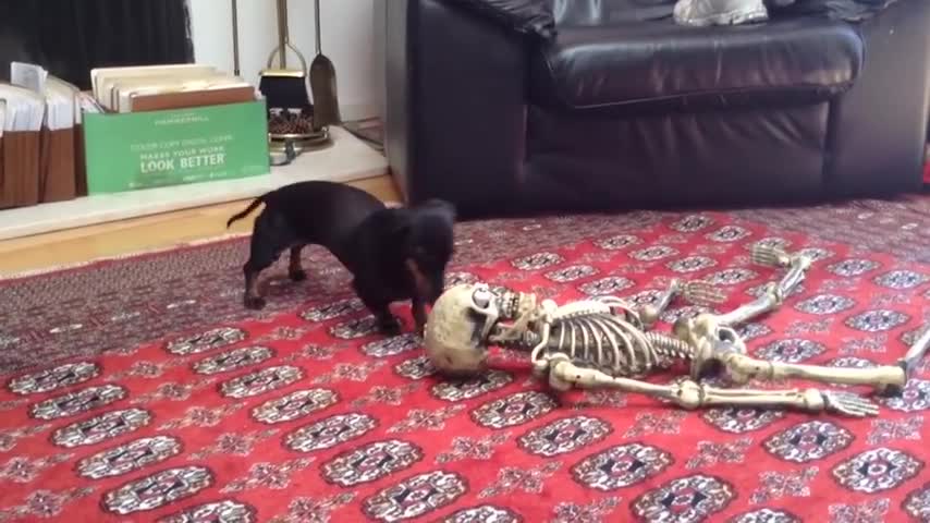 Funny Babies and Pets