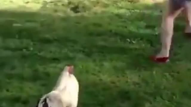 Cute & Funny Animals