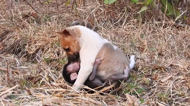 BEST VIDEOS Of Baby Love puppy and monkey