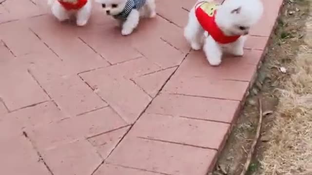 Cute dog