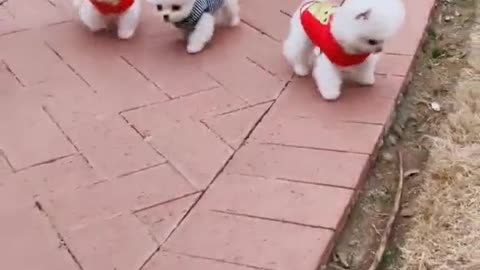 Cute dog