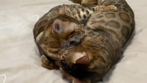 the kitten is always lazy