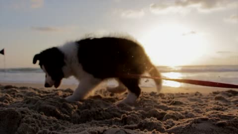 (Cute) dog by the sea,?!