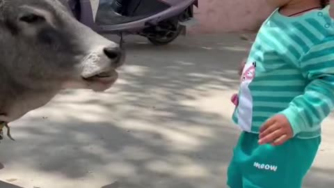 The indian little girl gave bread to the cow and took blessings