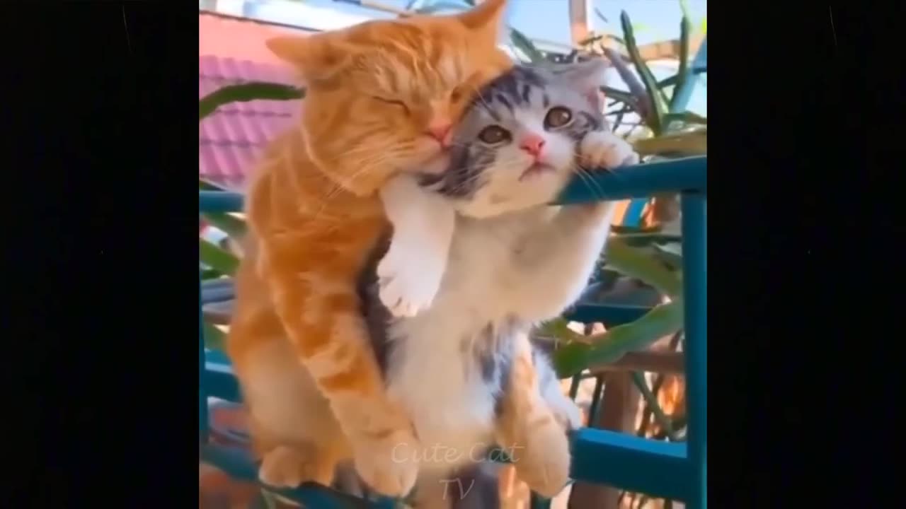 Funny Pets - Top Funniest Moments | Funny Cats Videos #16