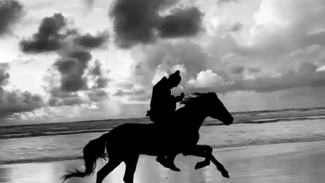 Horse, sea and freedom