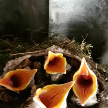 Hungry little baby birds