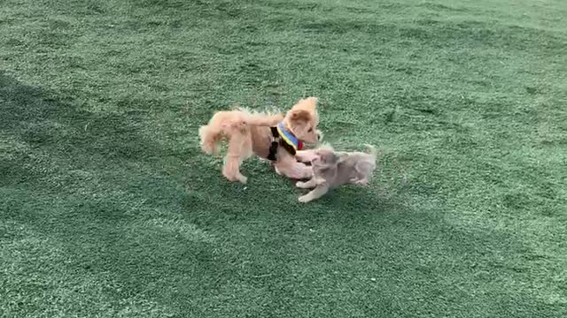 Cute puppies are fighting in the field.