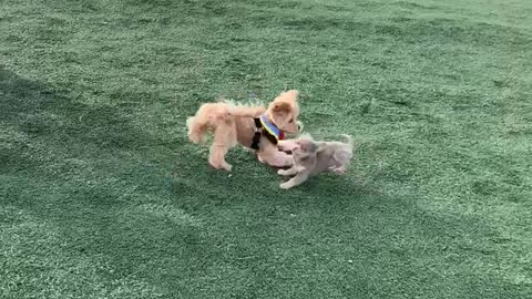 Cute puppies are fighting in the field.