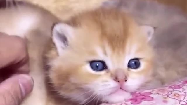 Cute Kittens V