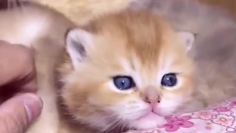 Cute Kittens V