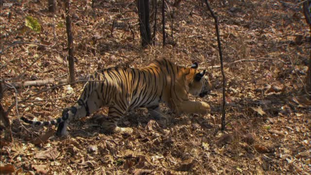 Tiger Cubs' Last Moments as a Family | David Attenborough | Tiger | Spy in the Jungle | BBC Earth