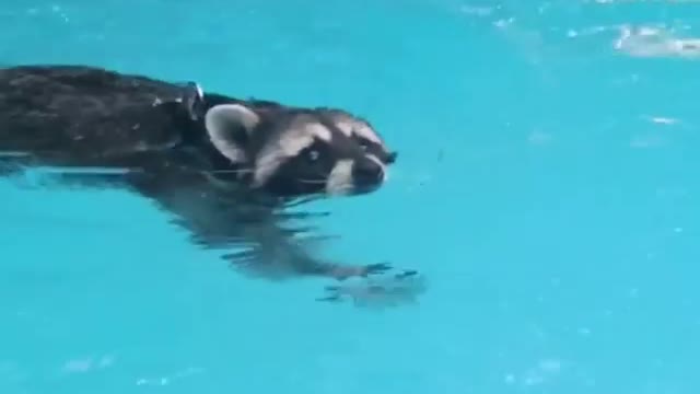 Raccoon swimming and enjoying in pool