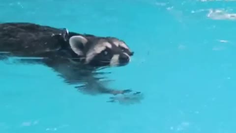 Raccoon swimming and enjoying in pool