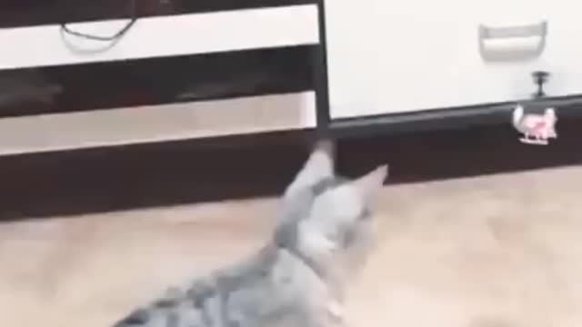 funny and cute cats life😂cute cats and dogs