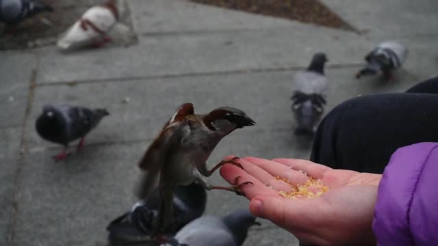 Feeling happy while feeding pigeons and birds