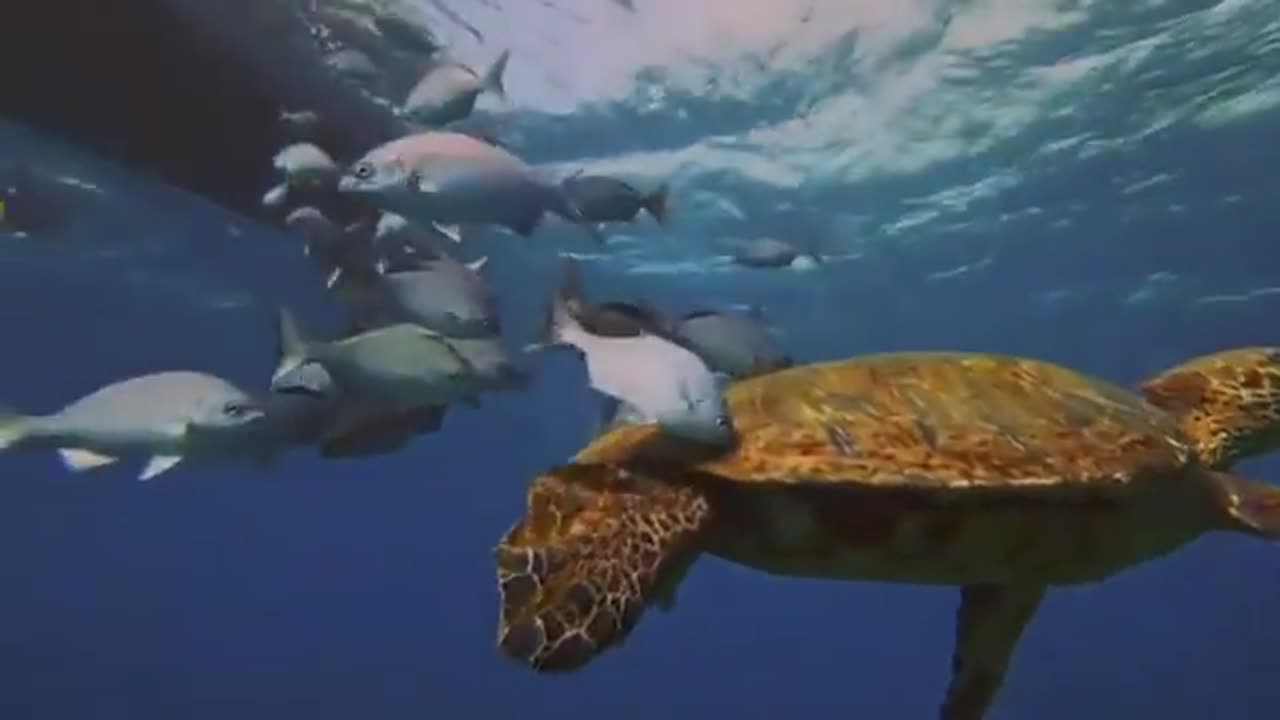 wildlife