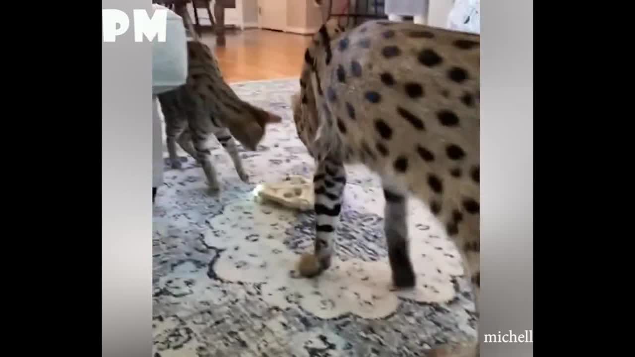 Funny Cats Moment