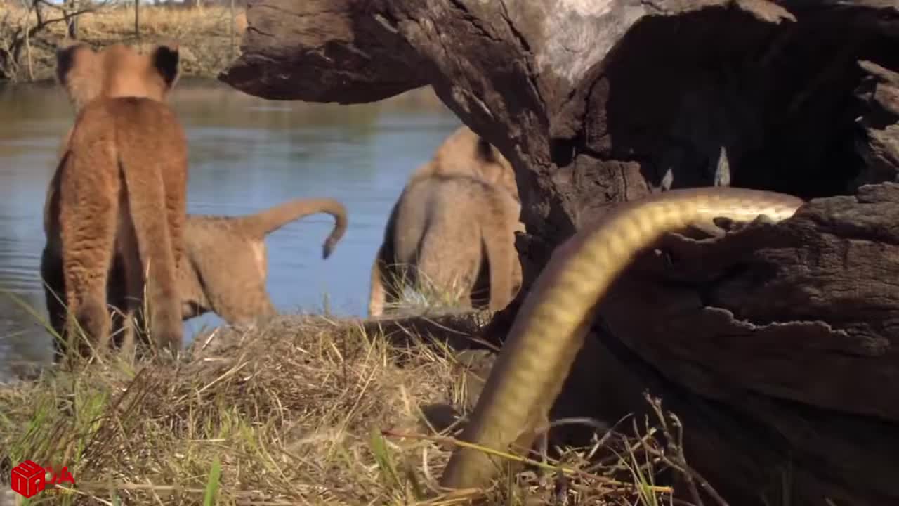 Amazing as King Cobra Chases Three Lion Cubs