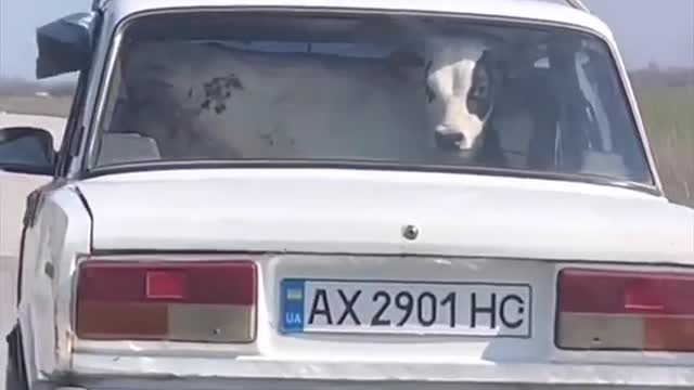 THE COW IN THE CAR MIGHT NEED HELP