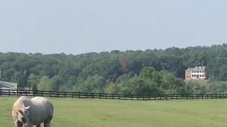 Beautiful Horse and Mountain View ✨