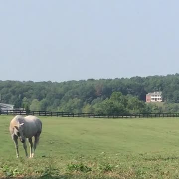 Beautiful Horse and Mountain View ✨