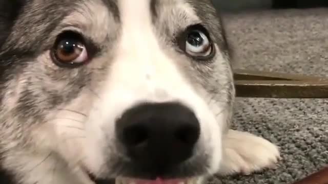 Funny Dog Videos 2021 It's time to LAUGH with Dog's life92