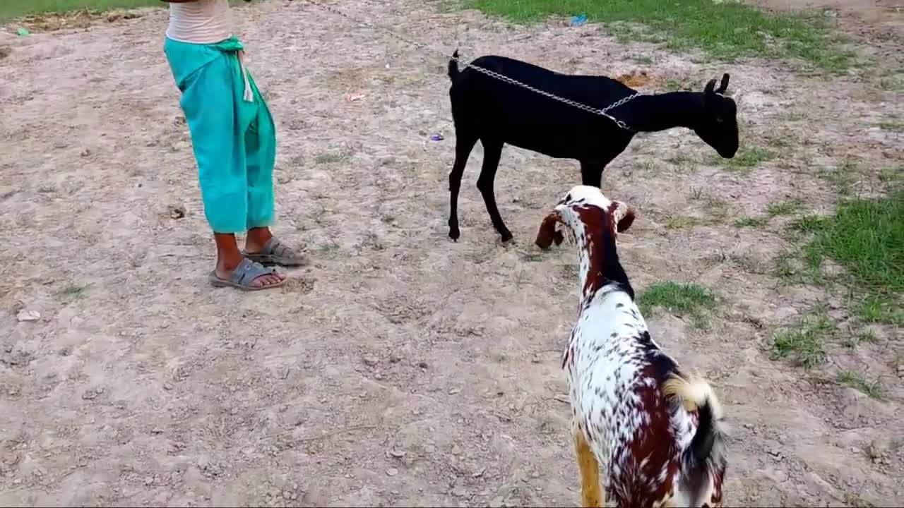 Goat meet