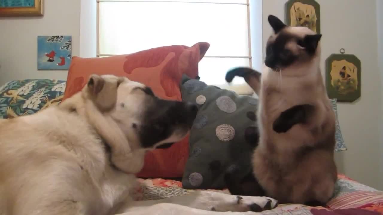 Cat boxing dog Who wins