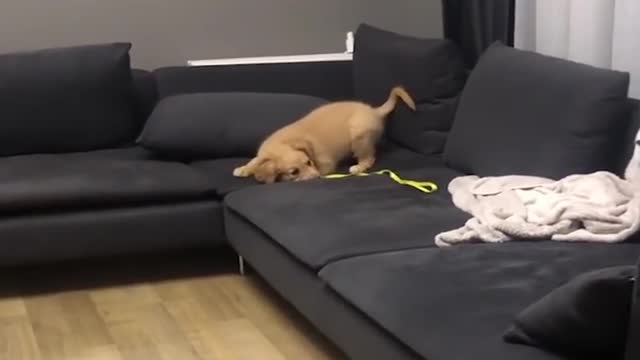 Baby Dogs 🔴 Cute and Funny Dog Videos Compilation #22 | 30 Minutes of Funny Puppy Videos 2022