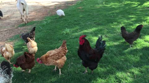 Watch the chuck of the rooster chick